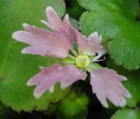 Soft pink flowers of a good size.